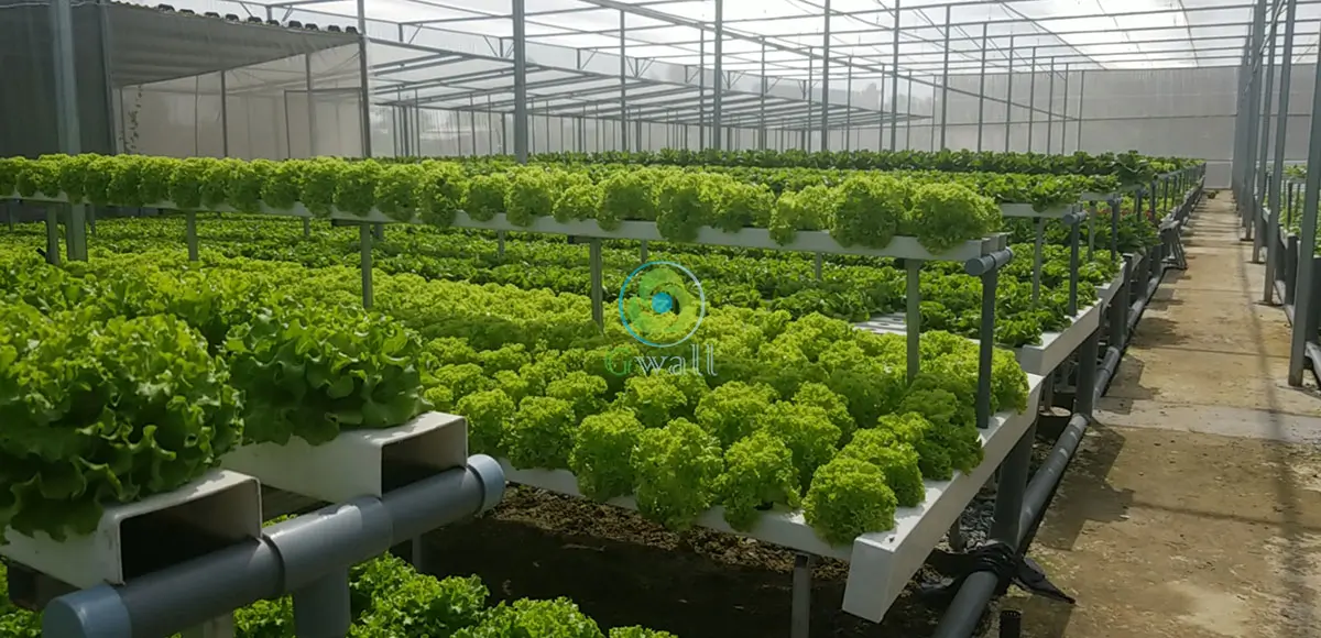 Dự án trang trại thủy canh tại Long Thành