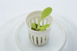 giá thể trồng thủy canh mút xốp