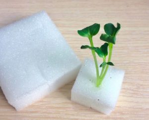 giá thể trồng thủy canh bọt biển (mút xốp)