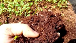 giá thể mùn dừa