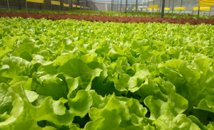 hướng dẫn pha dung dịch dinh dưỡng thủy canh