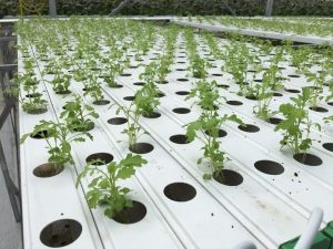 ống nhựa thủy canh