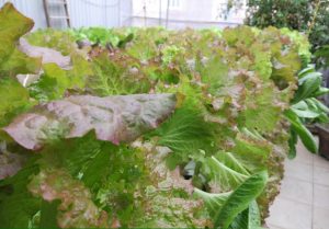 ống nhựa thủy canh chuyên dụng