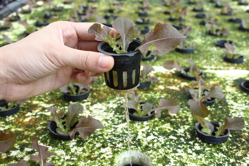 rau trồng thủy canh