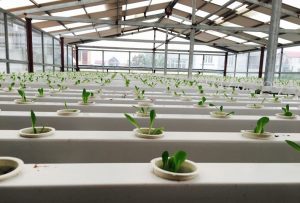 trồng rau thủy canh