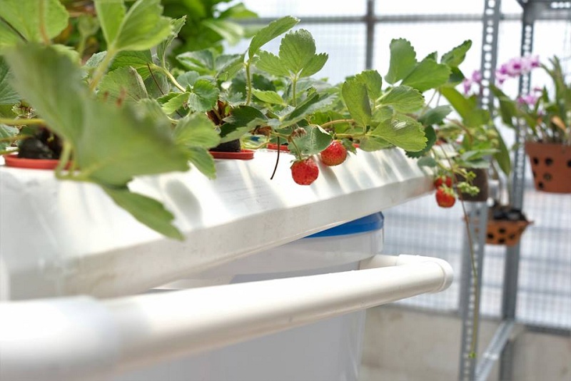 phân biệt thủy canh tĩnh và thủy canh hồi lưu