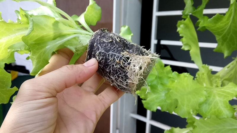 trồng xà lách thủy canh