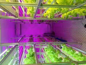 đèn led trồng rau thủy canh