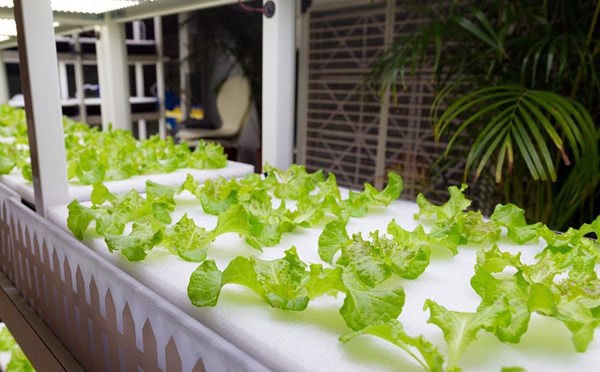 hệ thống trồng rau thủy canh hồi lưu