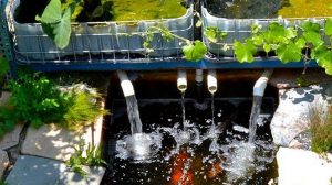 trồng rau thủy canh aquaponics
