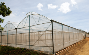 nhà kính mái hở 2 bên cố định