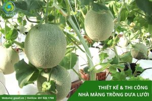 Làm nhà màng trồng dưa lưới giá tốt