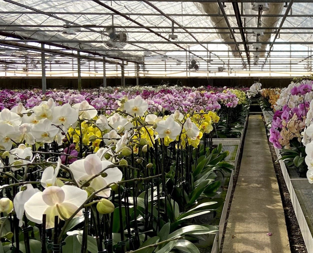 Nhà màng lưới trồng lan