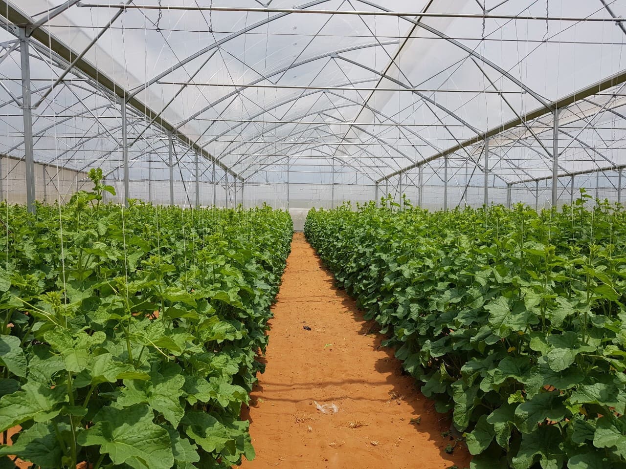 Thi công nhà màng trồng dưa lưới